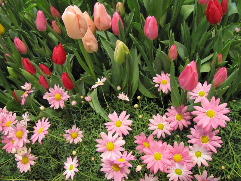 春の花２ Spring Flower 2 写真の旅 世界 日本 無料壁紙 Free