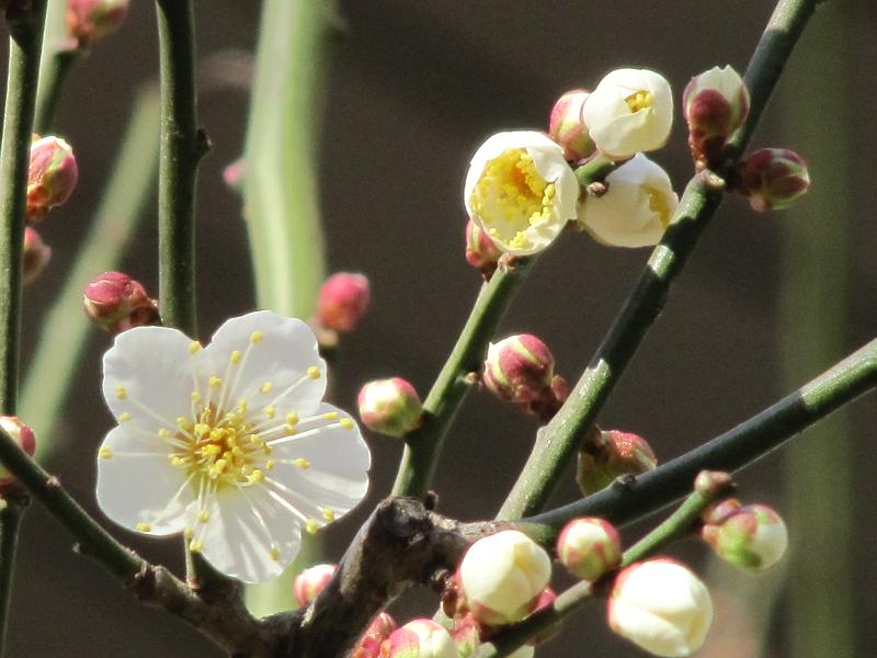 春の花 梅 写真の旅 世界 日本 無料壁紙 Free Photo Wallpaper Japan World